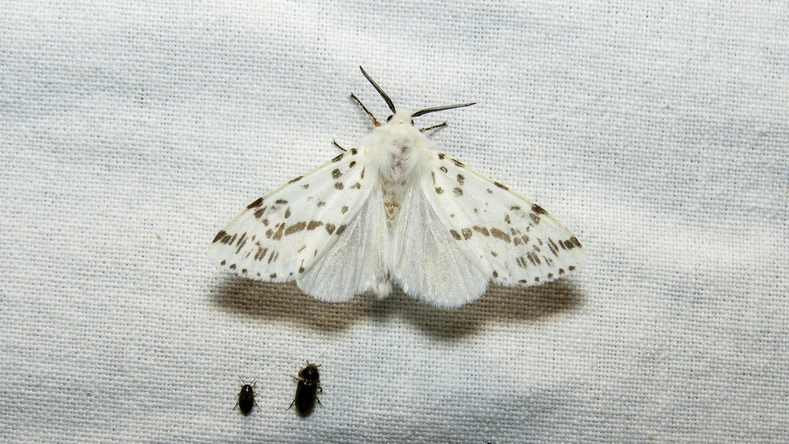 Hyphantria cunea - amerikai fehér medvelepke