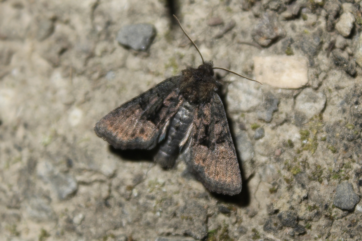 Oligia versicolor - változékony dudvabagoly