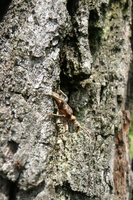 Rhagium sycophanta - tölgyes-tövisescincér