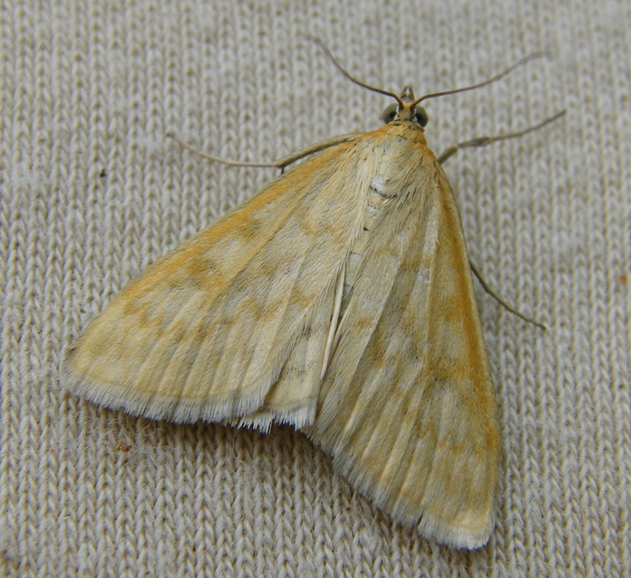 Sitochroa verticalis - világossárga dudvamoly