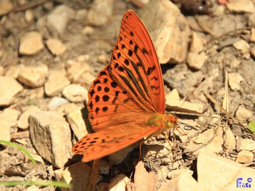 Argynnis paphia - nagy gyöngyházlepke