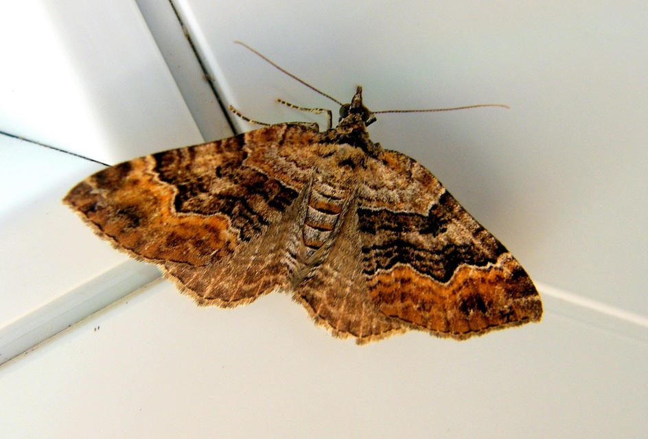 Xanthorhoe quadrifasiata - négysávos tarkaaraszoló