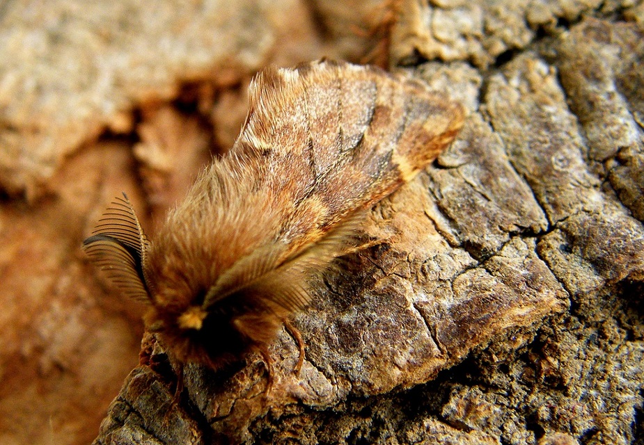 Ptilophora plumigera - tollas púposszövő