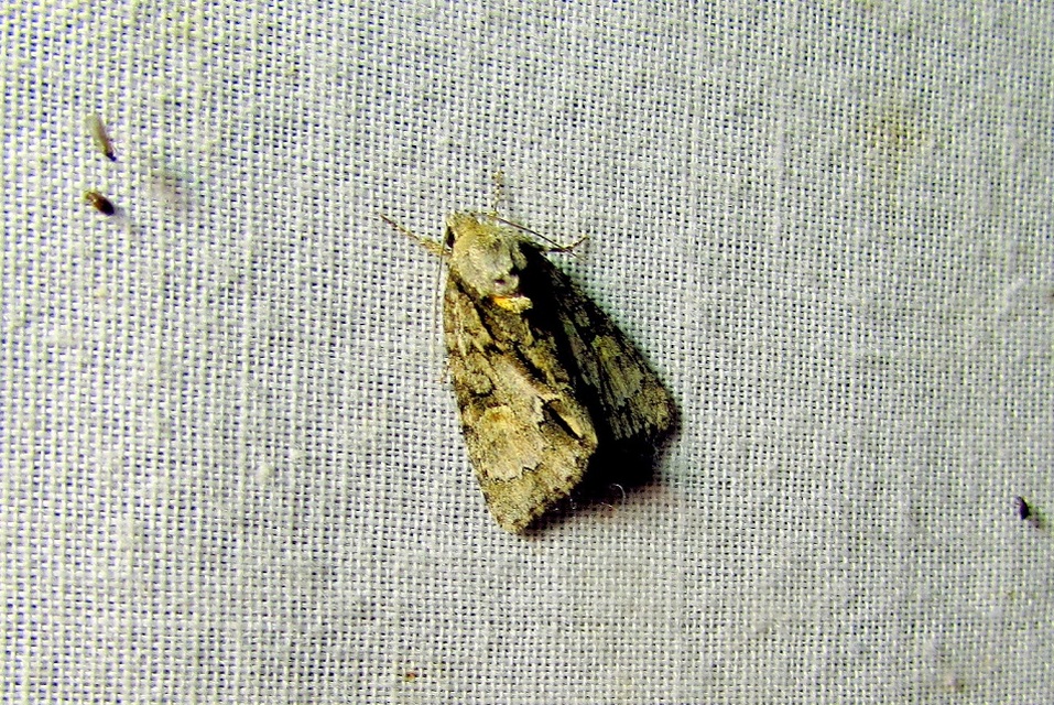 Acronicta strigosa - kis szigonyosbagoly