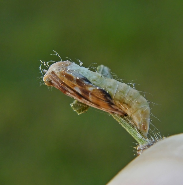 Cnaemidophorus rhododactyla - rózsabogyó-tollasmoly
