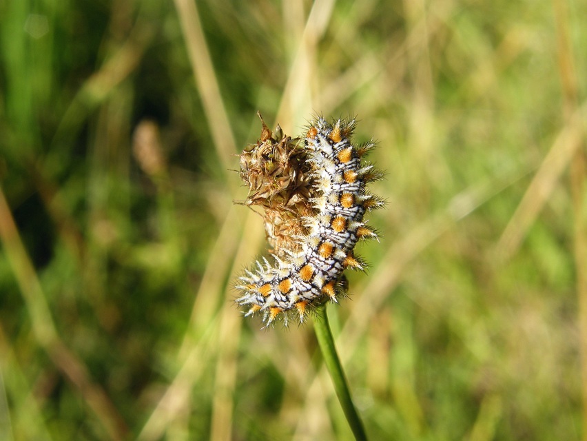 Melitaea didyma - tüzes tarkalepke