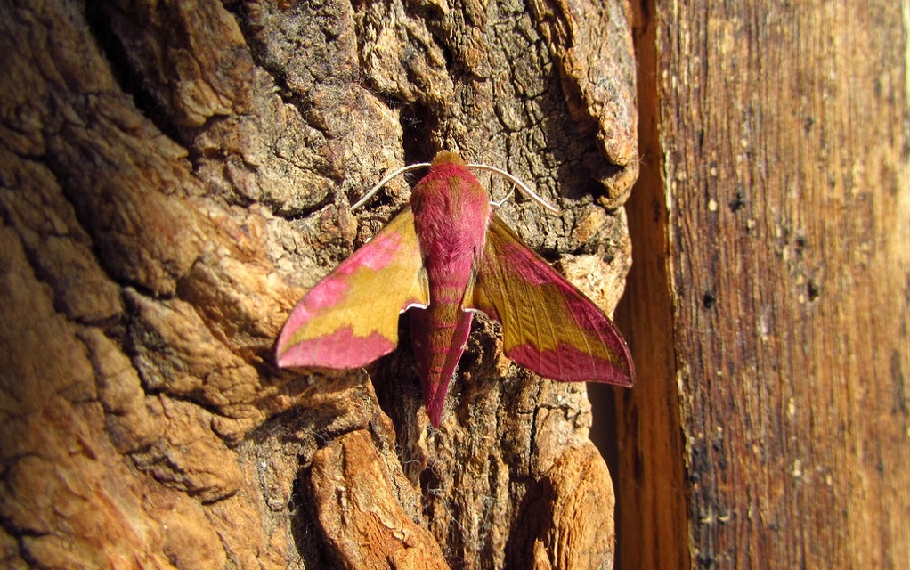 Deilephila porcellus - piros szender