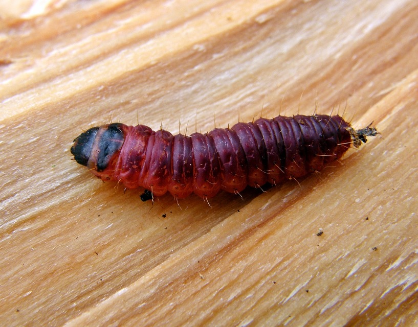 Cossus cossus - fűzfarontólepke