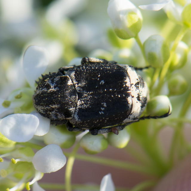 Valgus hemipterus - suta virágbogár
