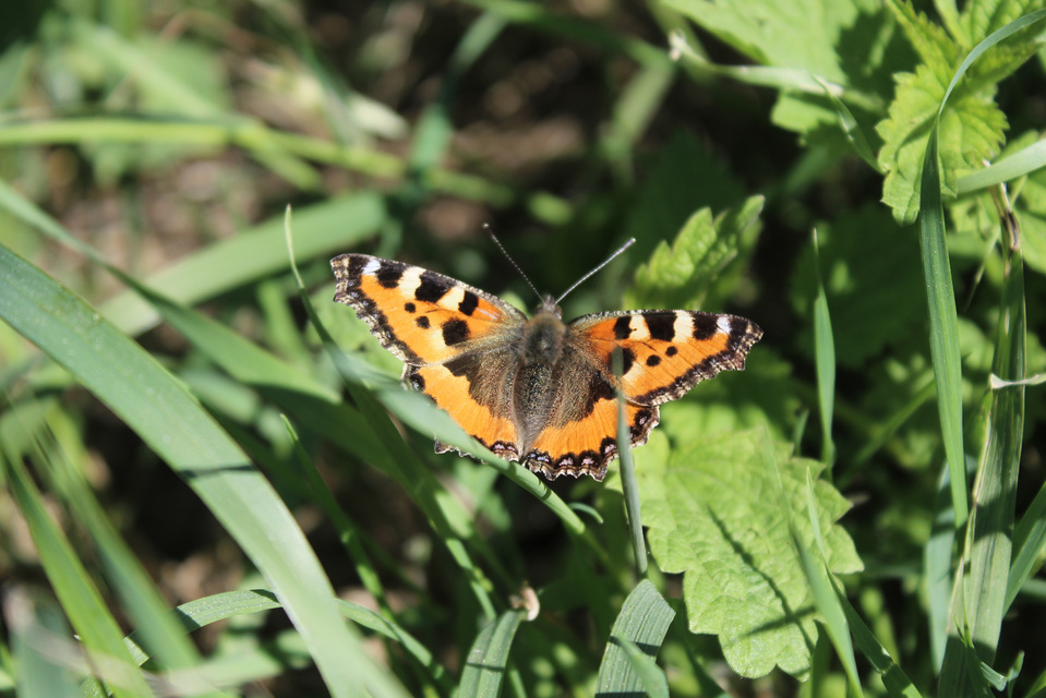 Nymphalis urticae - kis rókalepke