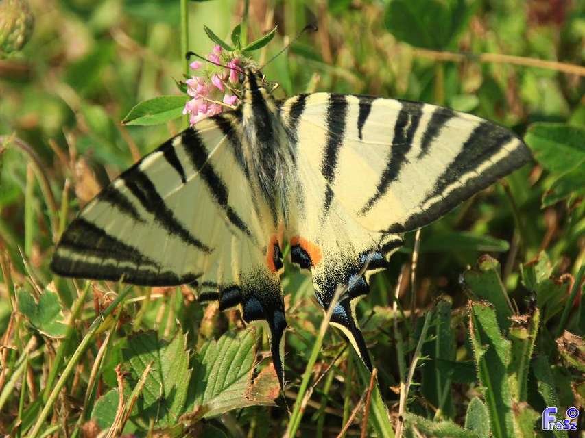 Iphiclides podalirius - kardoslepke