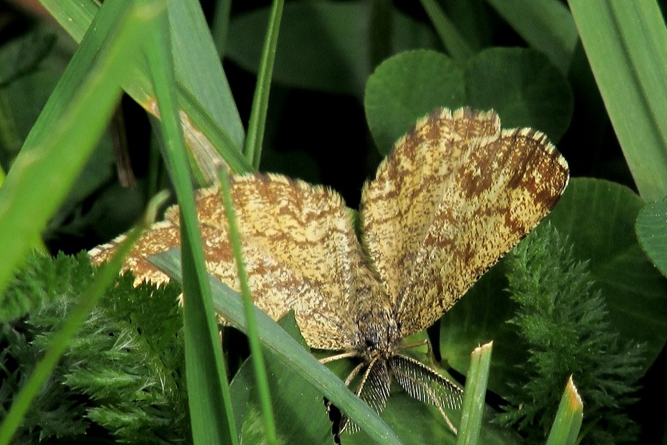 Ematurga atomaria - barna rétiaraszoló