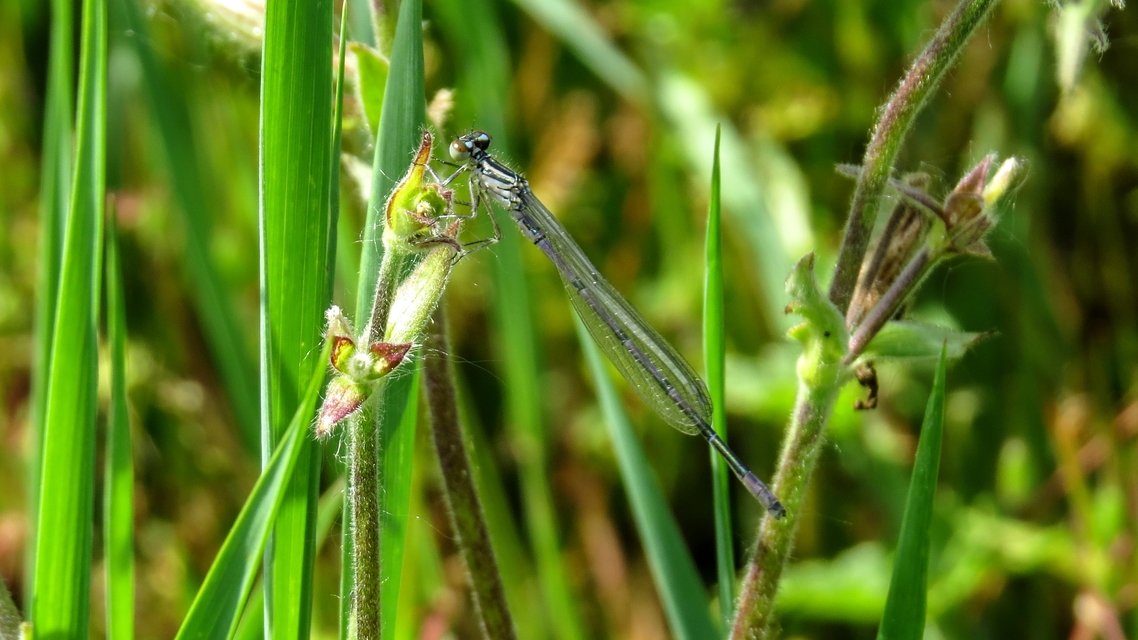 Coenagrion puella - azúrkék légivadász