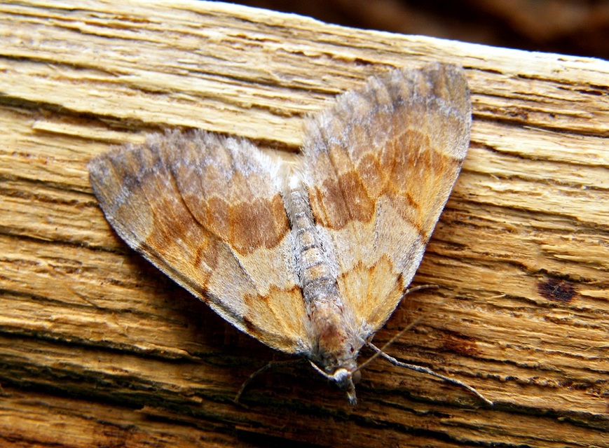 Pennithera firmata - sárgásvörös fenyőaraszoló