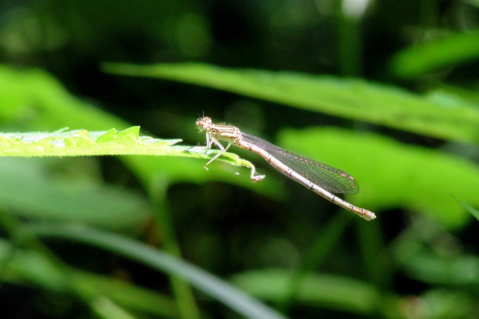 Platycnemis pennipes - széleslábú szitakötő