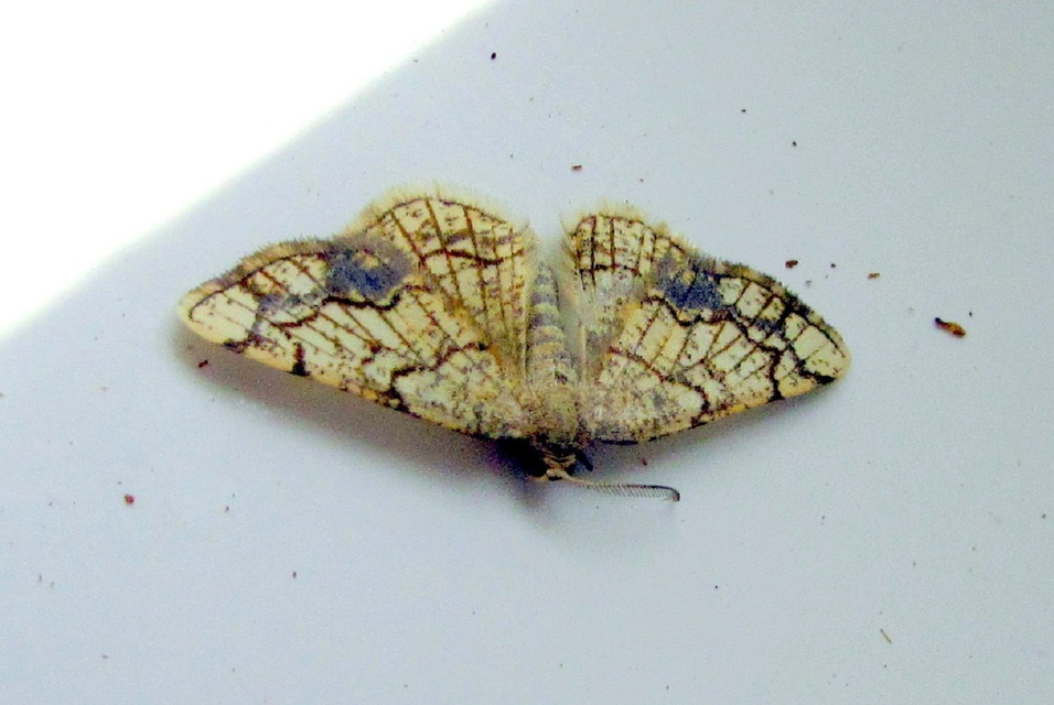 Stegania dilectaria - fehérnyár-araszoló
