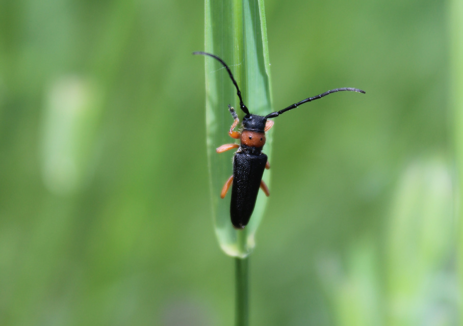 Phytoecia affinis - feketefejű cincér