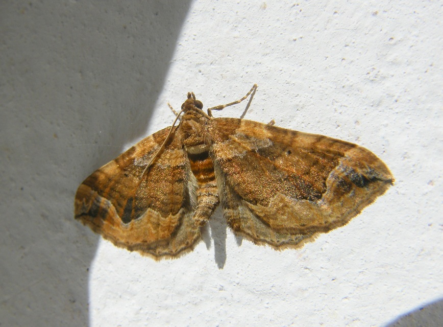 Pelurga comitata - nagy tarkaaraszoló