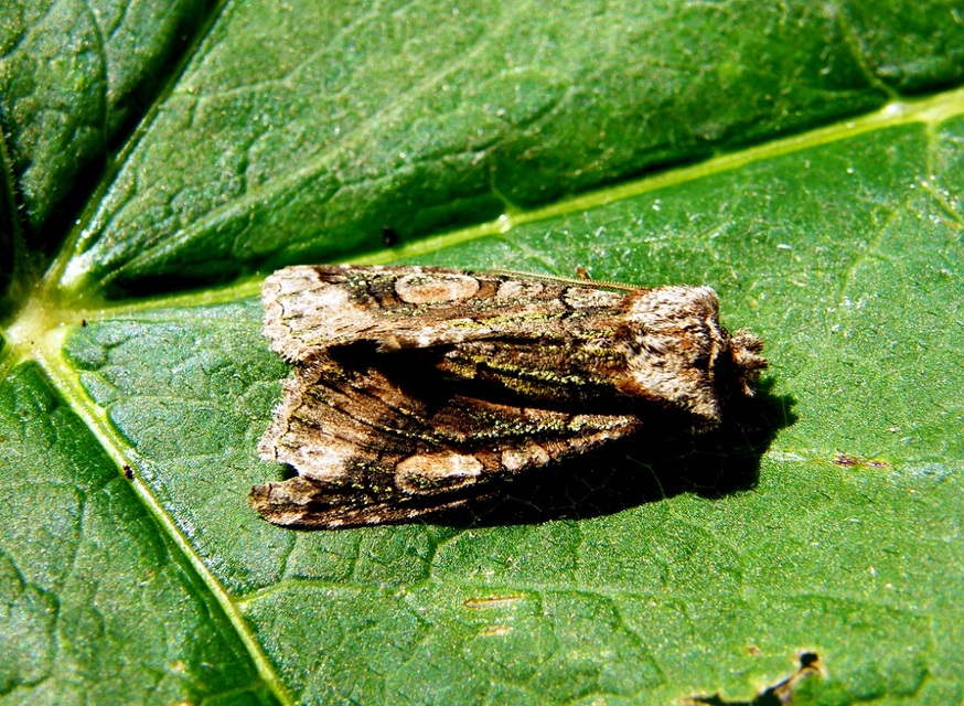 Allophyes oxyacanthae - galagonyabagoly