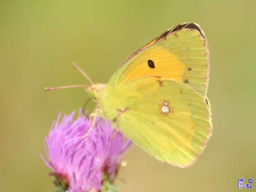 Colias croceus - sáfránylepke