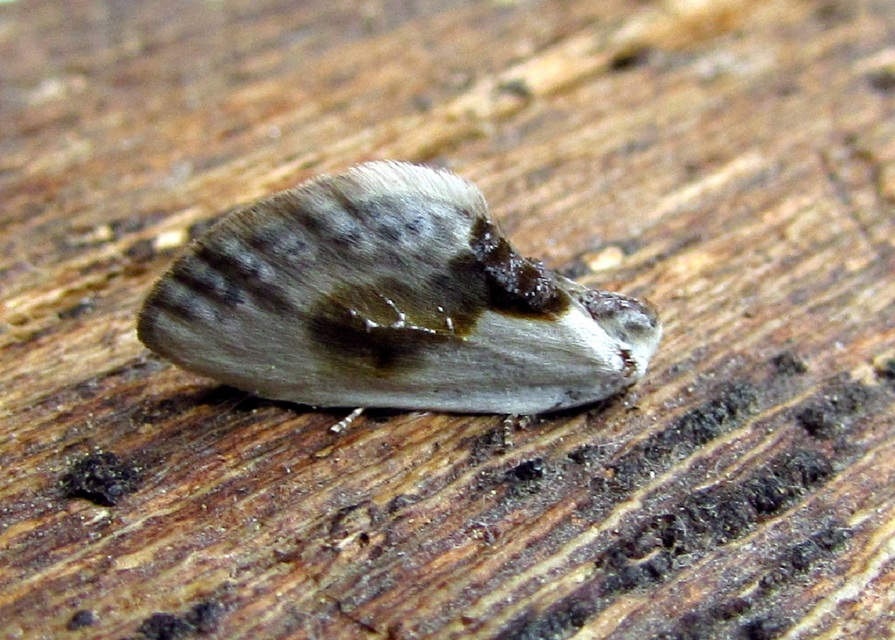 Cilix glaucata - törpe sarlósszövő