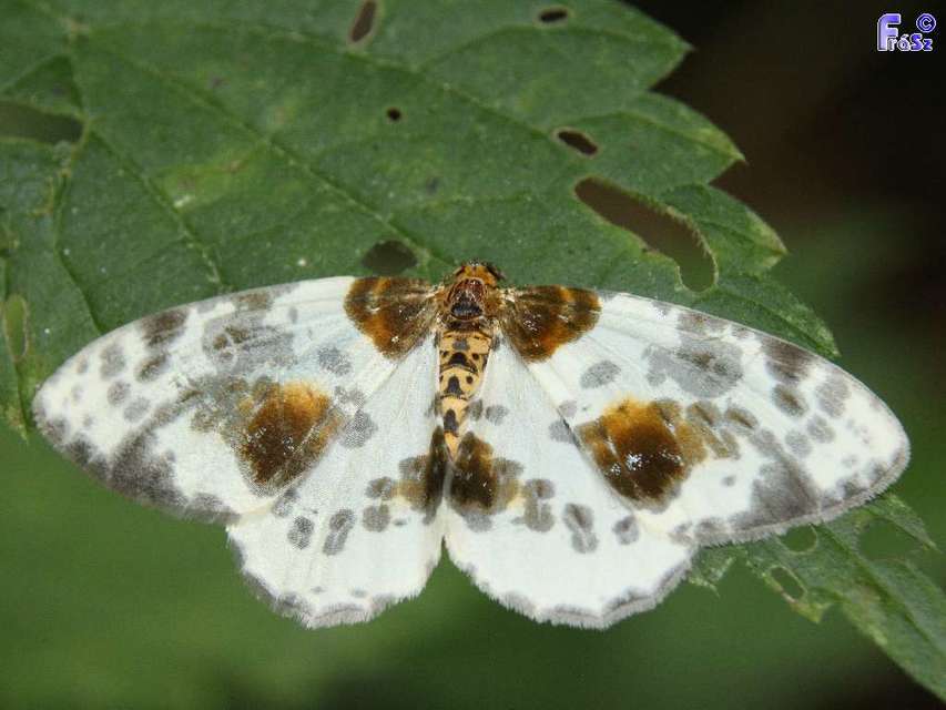 Abraxas sylvata - sárgafoltos araszoló