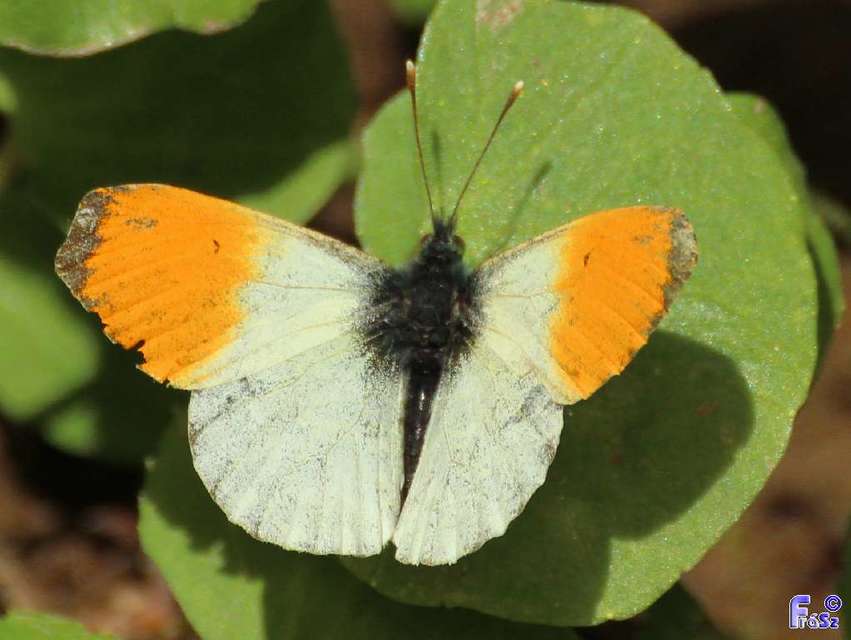 Anthocharis cardamines - hajnalpírlepke