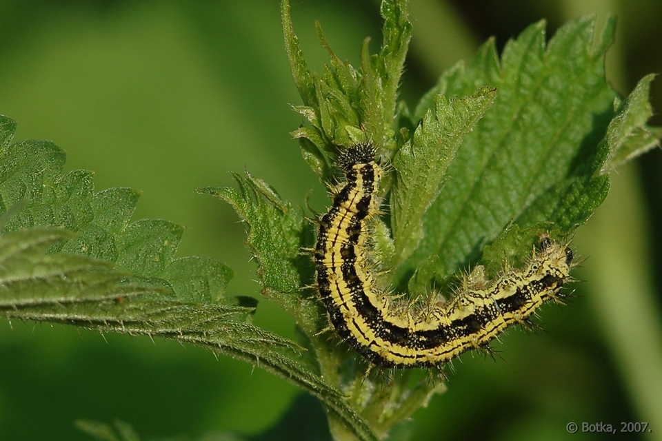 Nymphalis urticae - kis rókalepke
