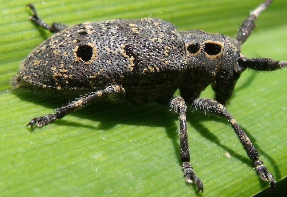 Mesosa curculionoides - szemfoltos cincér Mesosa curculionoides - szemfoltos cincér