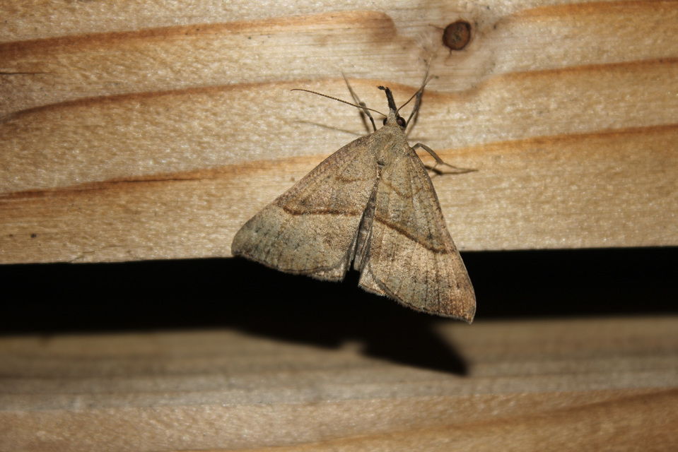 Hypena proboscidalis - ormányos karcsúbagoly