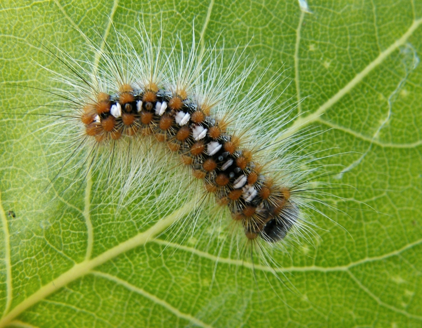 Leucoma salicis - fűzfaszövő