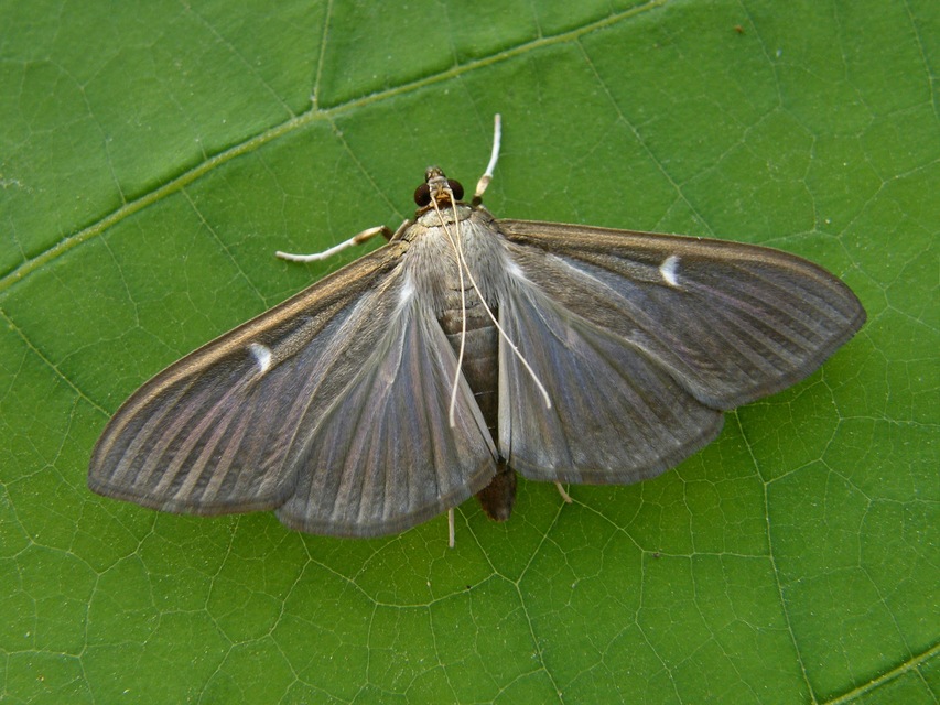 Cydalima perspectalis - puszpáng-tűzmoly