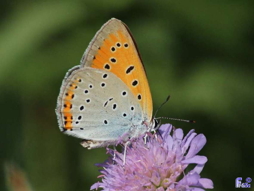 Lycaena dispar rutilus - nagy tűzlepke