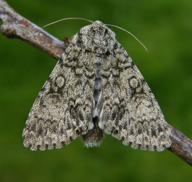 Acronicta megacephala - nagyfejű szigonyosbagoly