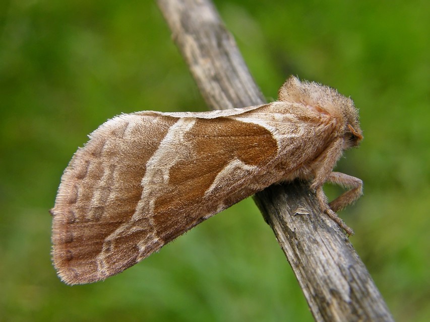 Triodia sylvina - kis gyökérrágólepke