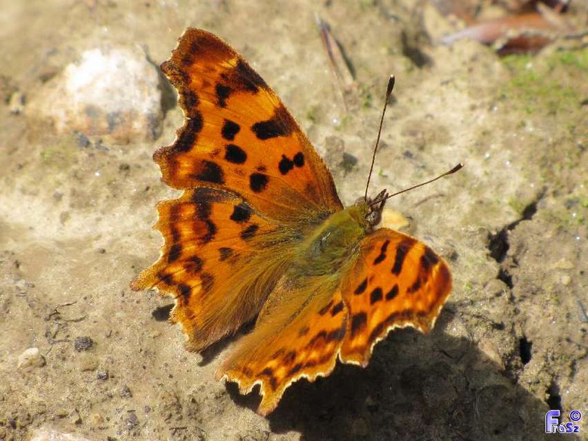 Nymphalis c-album - C-betűs lepke