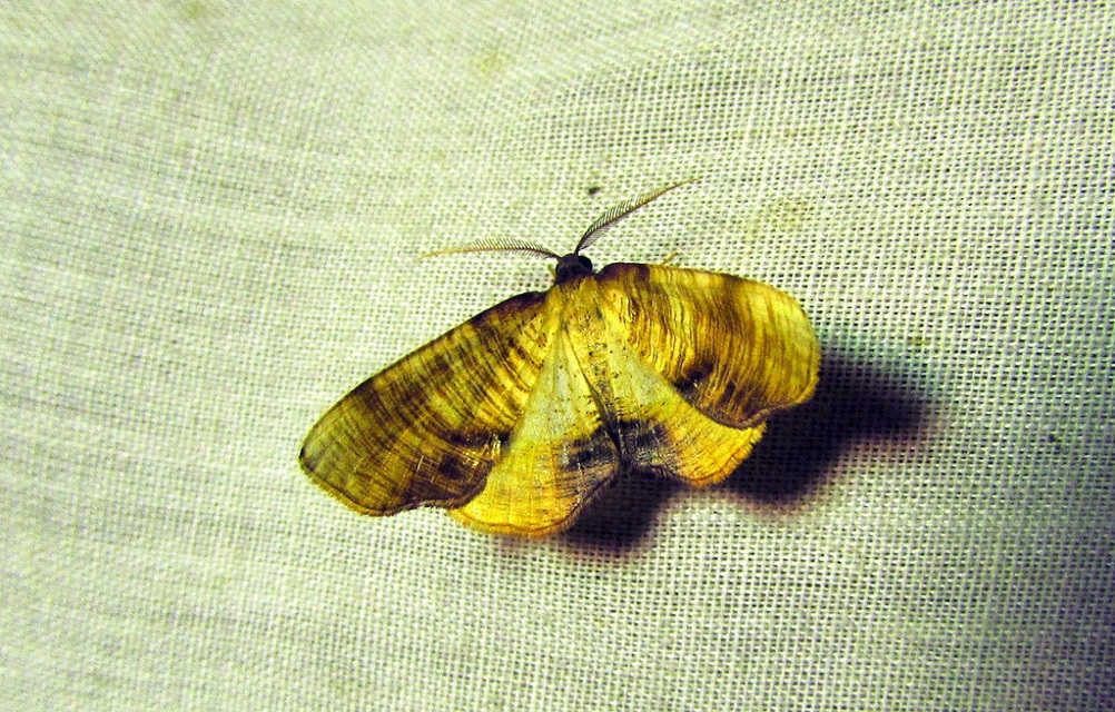 Plagodis dolabraria - baltaszárnyú araszoló
