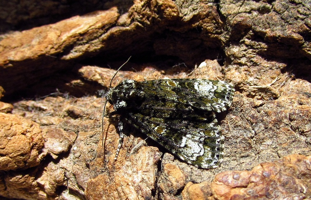 Craniophora ligustri - fagyalbagoly