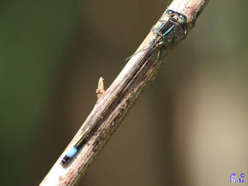 Ischnura elegans