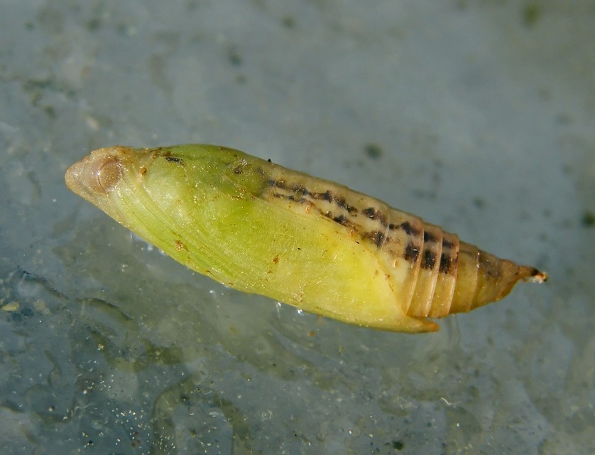 Cydalima perspectalis - puszpáng-tűzmoly