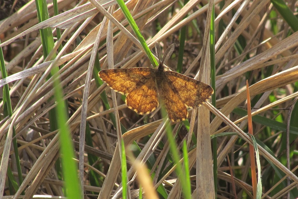 Ematurga atomaria - barna rétiaraszoló