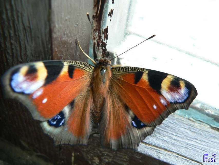 Nymphalis io - nappali pávaszem