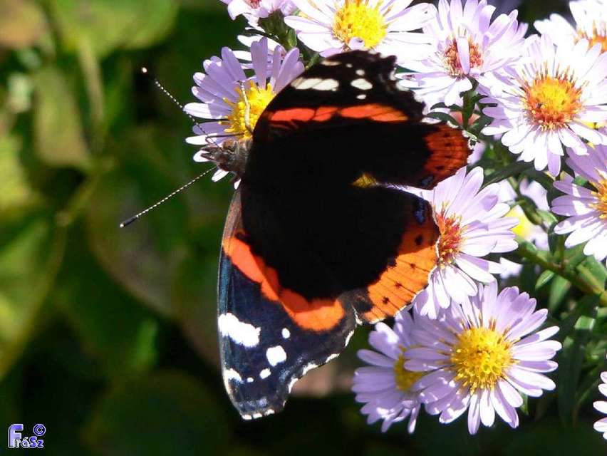Vanessa atalanta - atalantalepke