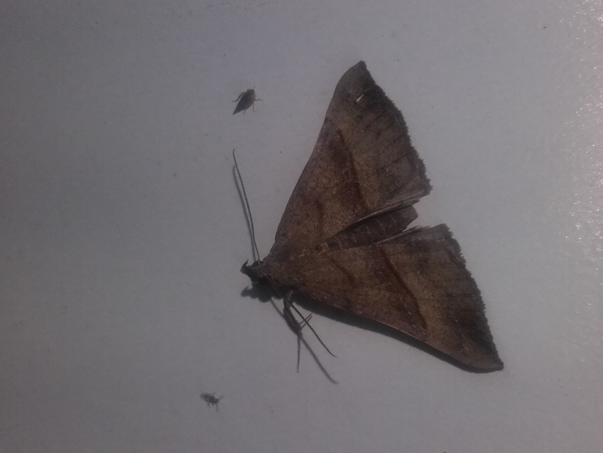 Hypena proboscidalis - ormányos karcsúbagoly