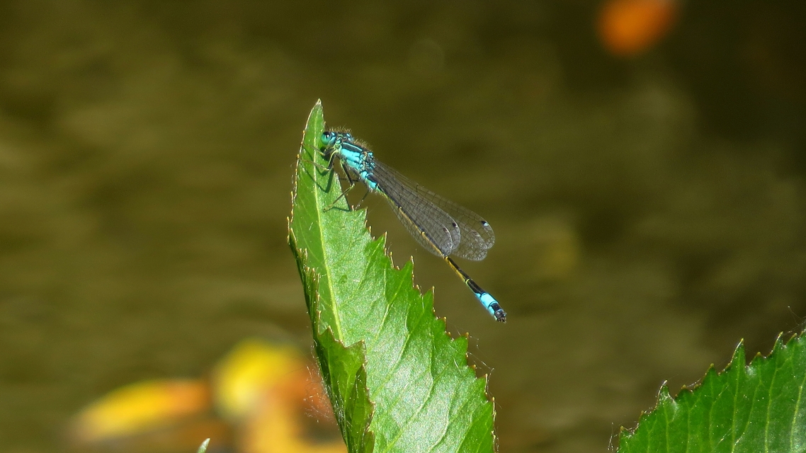 Ischnura elegans