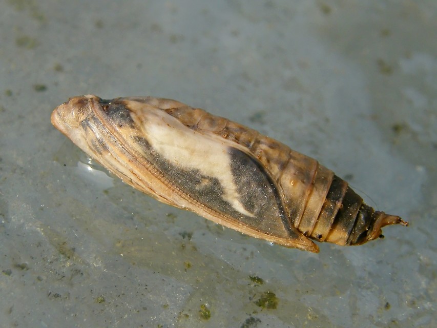 Cydalima perspectalis - puszpáng-tűzmoly
