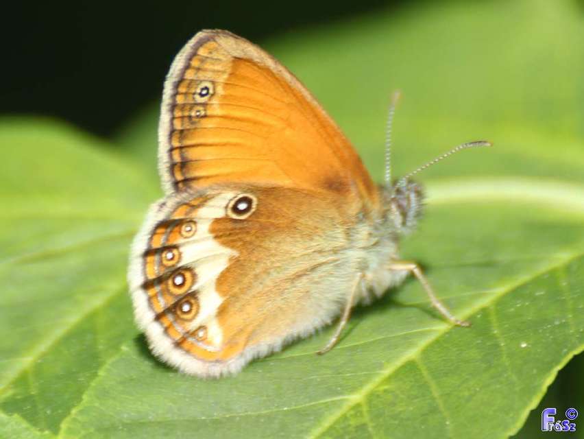 Coenonympha arcania - fehéröves szénalepke