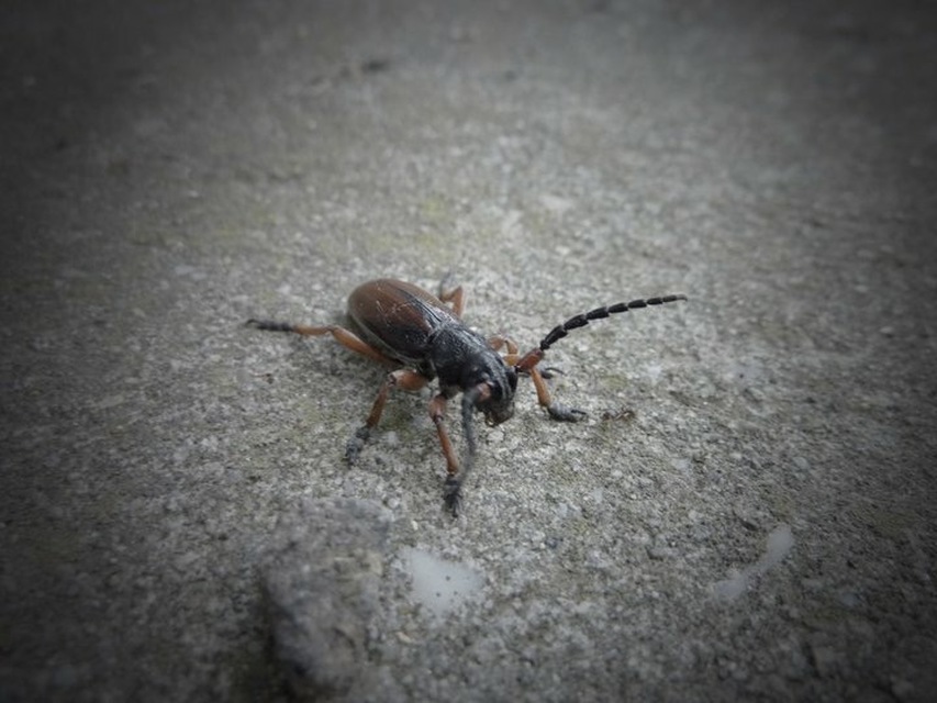 Dorcadion fulvum - barna gyalogcincér