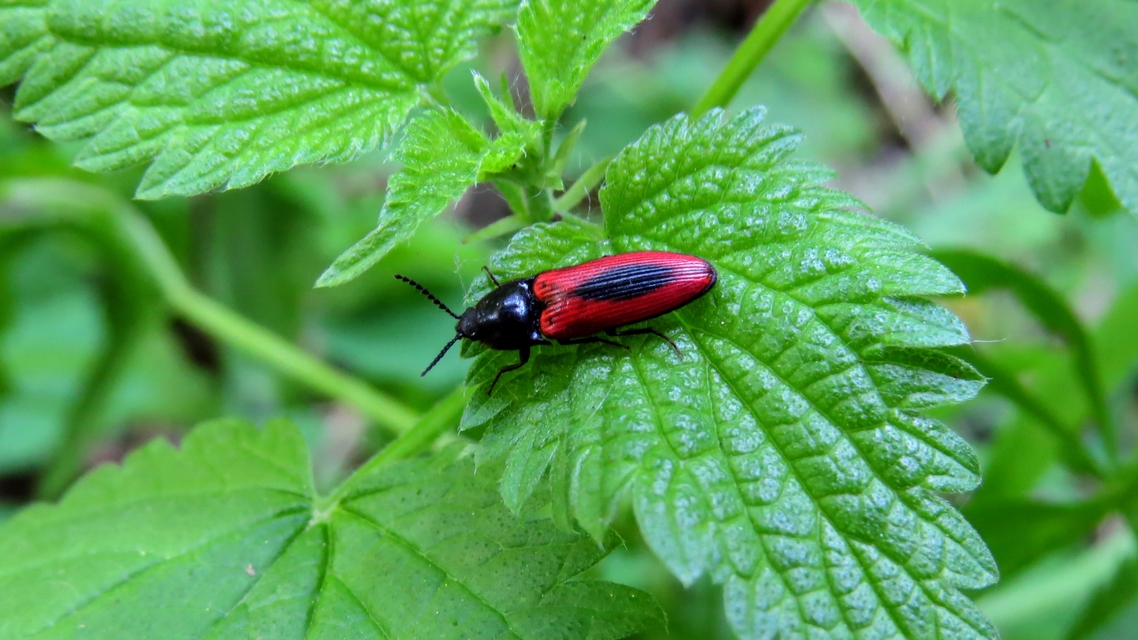 Ampedus sanguinolentus - középfoltos pattanó