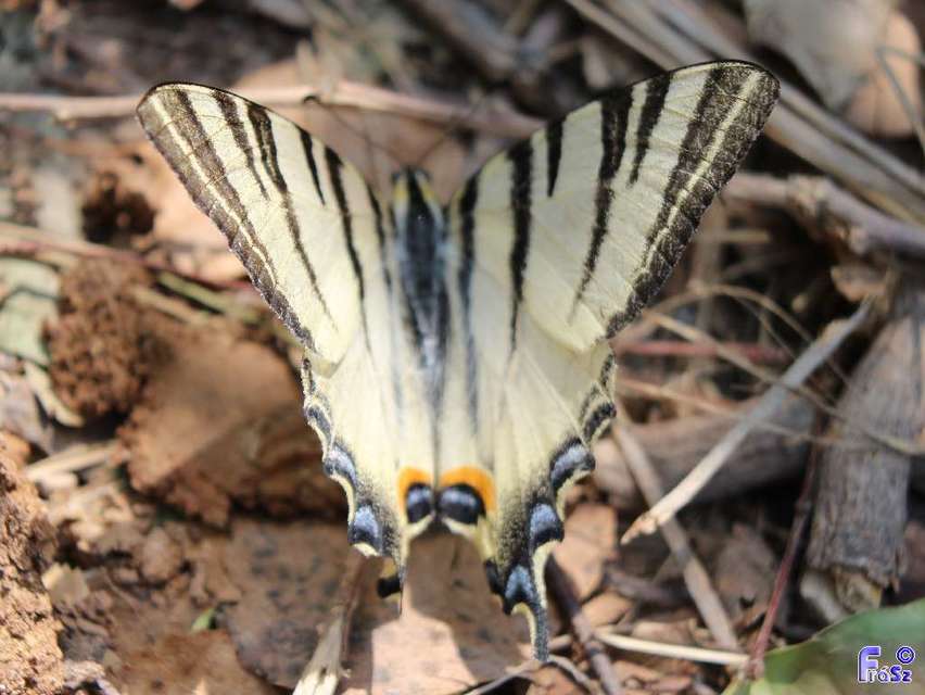 Iphiclides podalirius - kardoslepke